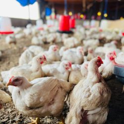 WhatsApp Image 2025-07-21 at 19.39.22