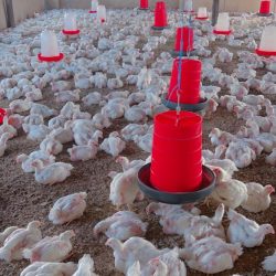 WhatsApp Image 2025-07-21 at 19.39.23